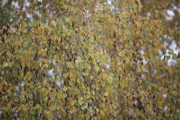 Прекрасне Осіннє Листя Берези — стокове фото