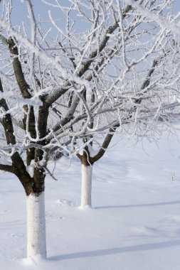 Trees in the orchard covered by snow 