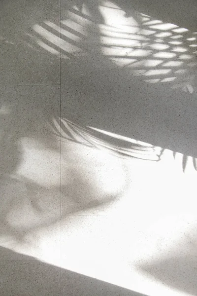 Palm tree shadows on white floor