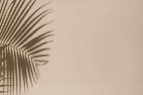 Palm tree shadows on the wall, design element with copy space