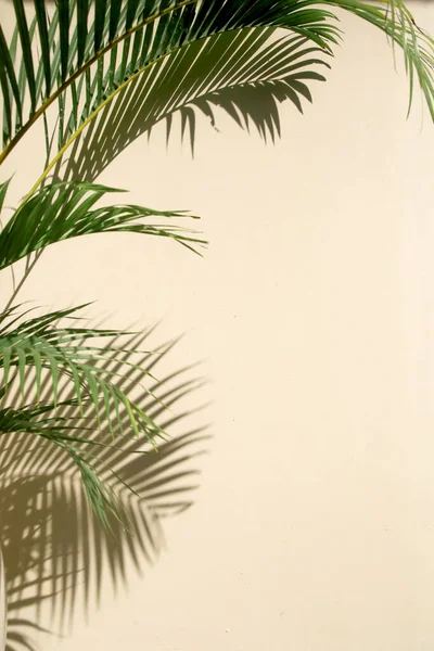 Sombras Palmeira Parede Elemento Design Com Espaço Cópia — Fotografia de Stock