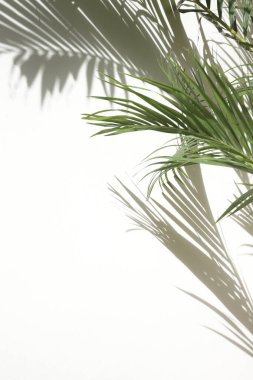 Palmiye ağacı gölgeler beyaz duvar