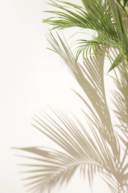 Palmiye ağacı gölgeler beyaz duvar