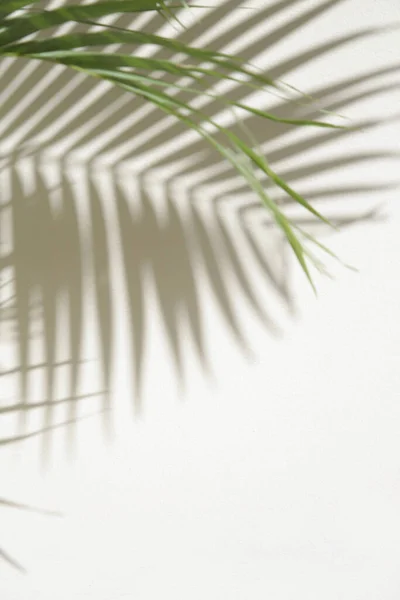 Sombras Palmeira Parede Branca — Fotografia de Stock