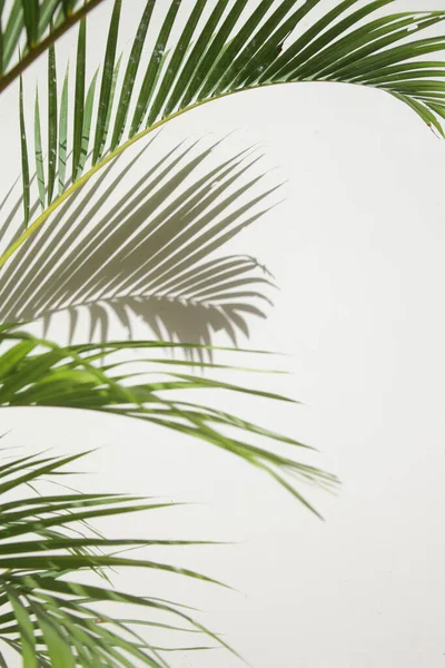 Тіні Пальмового Дерева Білій Стіні — стокове фото