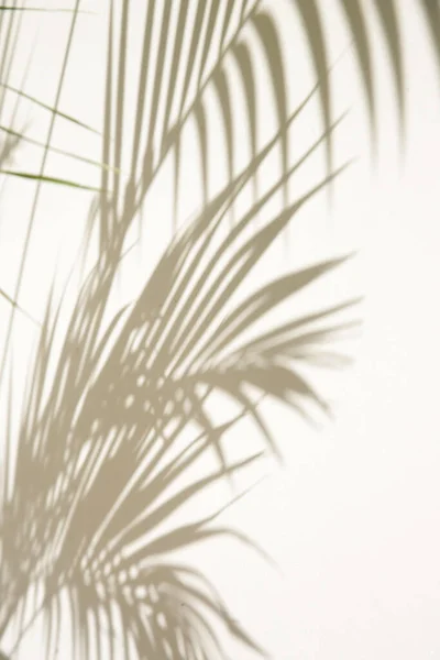 Тіні Пальмового Дерева Білій Стіні — стокове фото