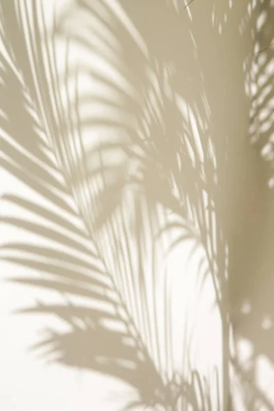 Palm Tree Árnyékok Fehér Fal — Stock Fotó