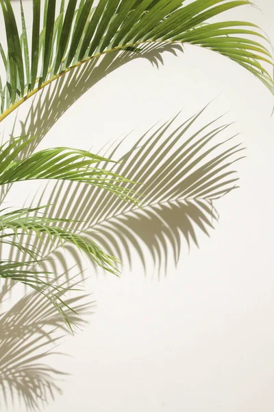 Palm Boom Schaduwen Witte Muur — Stockfoto