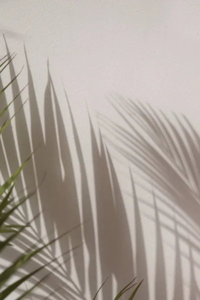 Palmenschatten Weißer Wand — Stockfoto