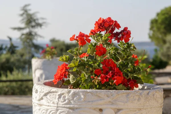 Rote Blumen Topf Öffentlichen Park — Stockfoto