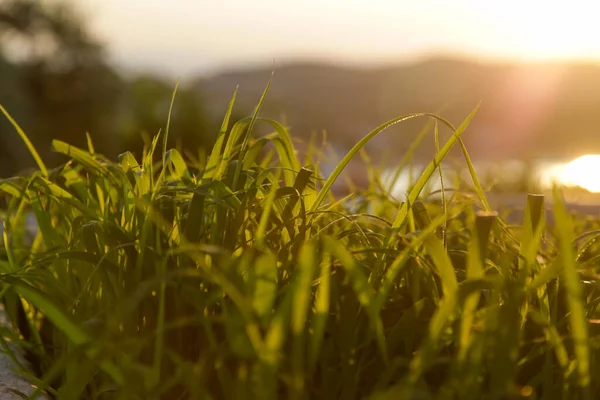 Πράσινο Γρασίδι Φυσικό Φως Νωρίς Πρωί Κοντά — Φωτογραφία Αρχείου