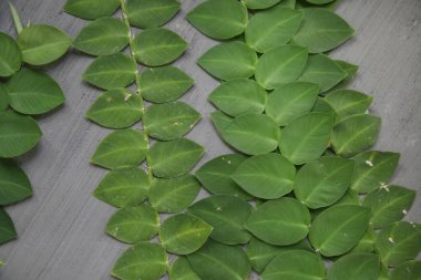 Rhaphidophora Hayi. Gri çimento duvarındaki güzel tropikal yeşil sürünen bitki yapraklarının görüntüsünü kapat. Kiremit fabrikası duvara tırmanıyor..