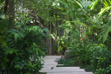 Güzel yeşil tropikal bahçeden geçen patika