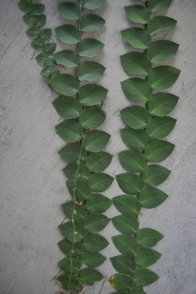 Rhaphidopdophayi 시멘트 아름다운 녹색식물 가까이 것이다 기어오르는 덩굴식물 — 스톡 사진