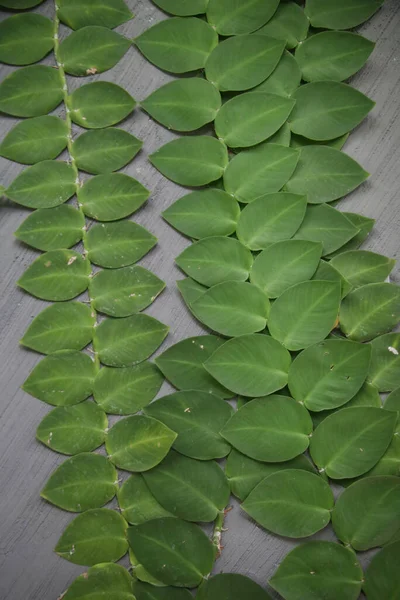 Ραφιδόχωρα Χάι Κοντινή Εικόνα Των Όμορφων Τροπικών Πράσινων Φύλλων Φυτών — Φωτογραφία Αρχείου
