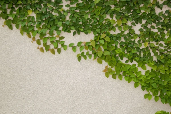 Schleichendes Pflanzenwachstum Auf Dem Weißen Wandhintergrund Mit Kopierraum — Stockfoto