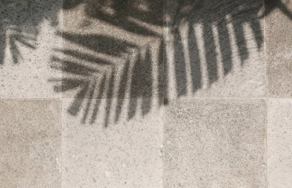 Тіні Пальмових Дерев Білій Стіні — стокове фото