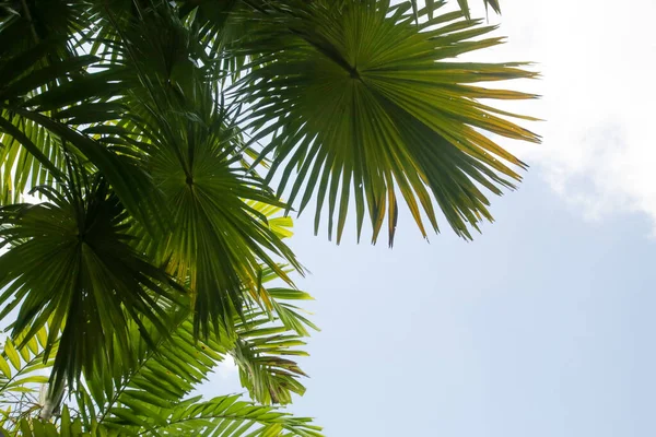 Tall Palm Trees Clear Blue Sky Background — Stock Photo, Image