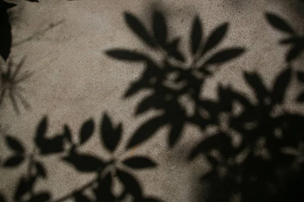 コンクリート壁に植物の枝や葉の影 要旨自然概念背景 — ストック写真