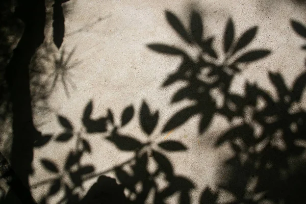 Φυτέψτε Κλαδί Σκιά Φύλλων Τσιμεντένιο Τοίχο Αφηρημένο Πλαίσιο Έννοιας Της — Φωτογραφία Αρχείου