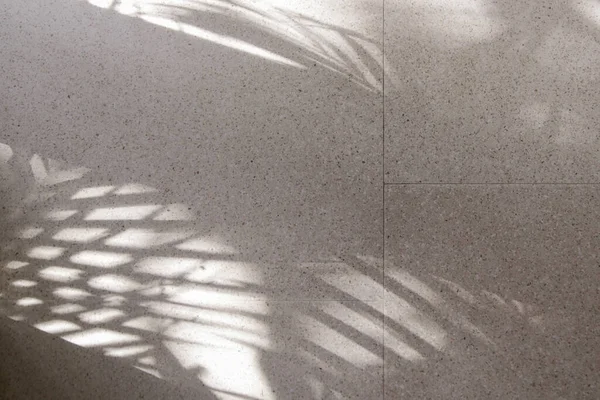 Palm Tree Shadows White Floor — стоковое фото