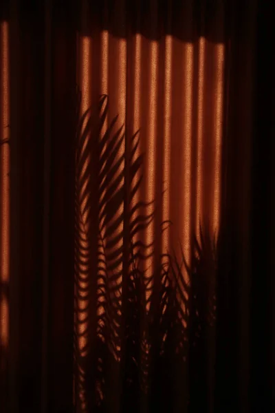 Palm Tree Shadows Drapes Golden Hours — Stock fotografie
