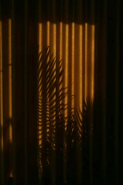 Тіні Пальмового Дерева Драпіруваннях Протягом Золотих Годин — стокове фото
