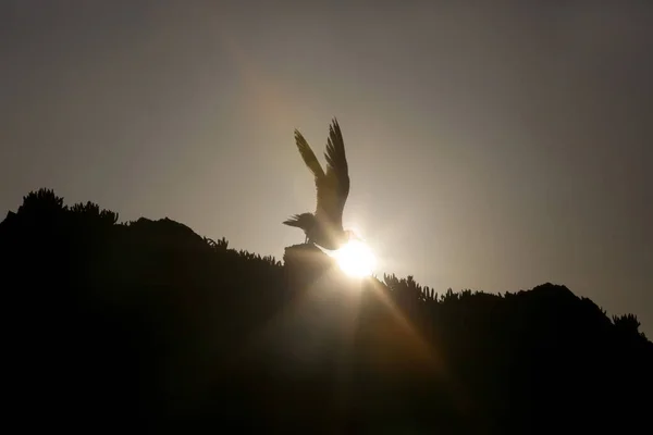Silhouette Seagull Sunset — Stock Photo, Image