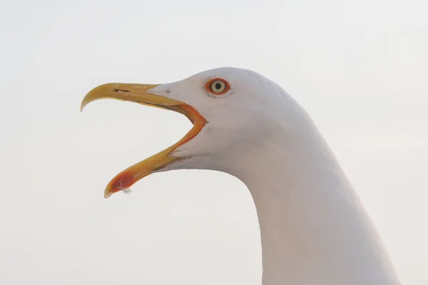 Close Image Seagull Nature — Stock Photo, Image