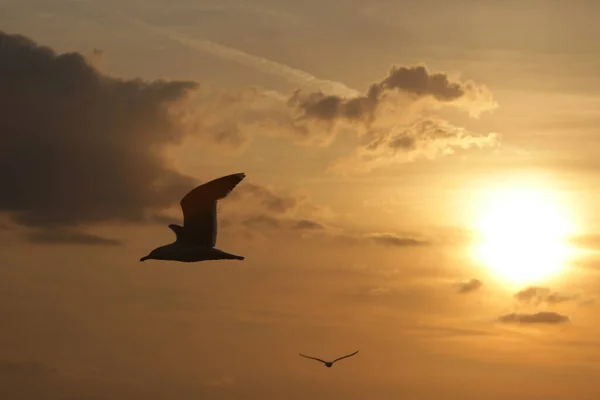 Silhouet Van Meeuw Die Lucht Vliegt Bij Zonsondergang — Stockfoto