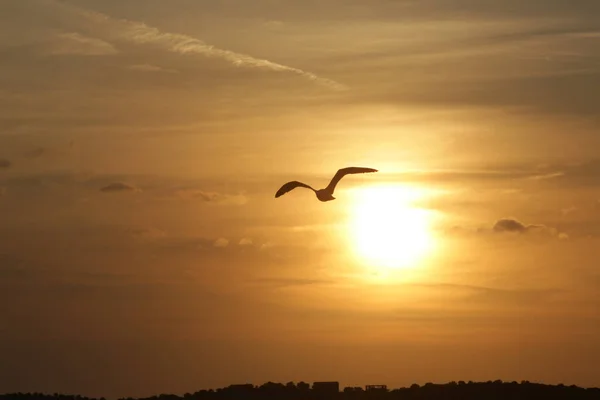 Silhueta Gaivota Voando Sobre Céu Durante Pôr Sol — Fotografia de Stock