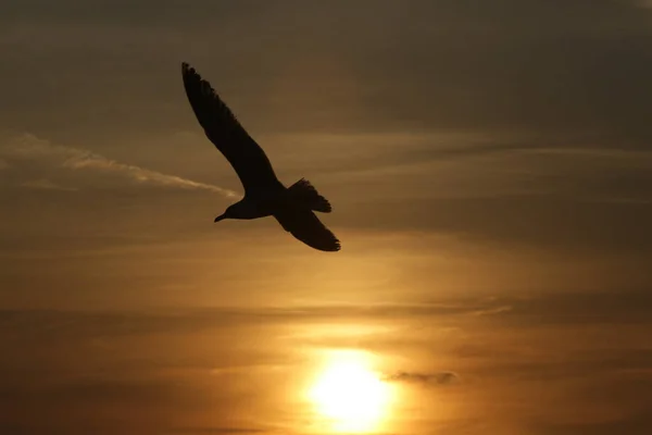 Silhouette Einer Möwe Die Bei Sonnenuntergang Über Den Himmel Fliegt — Stockfoto