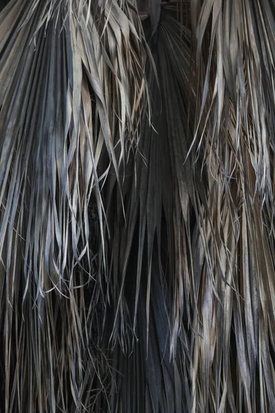 Sušené Palmové Listy Textury Pozadí — Stock fotografie