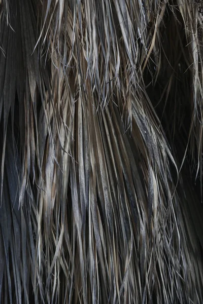 Textur Und Hintergrund Der Getrockneten Palmblätter — Stockfoto
