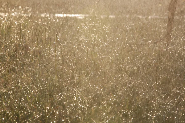 夏の午後に太陽の光で草の上に柔らかい雨が降ります — ストック写真