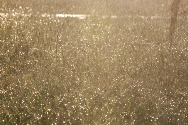 Gouttes Pluie Molles Sur Herbe Avec Lumière Soleil Pendant Après — Photo