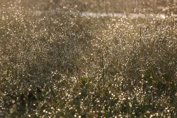 Sanfte Regentropfen Auf Dem Rasen Mit Sonnenlicht Sommernachmittag — Stockfoto