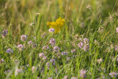 Renkli kır çiçekleriyle yemyeşil çayır, yakın.
