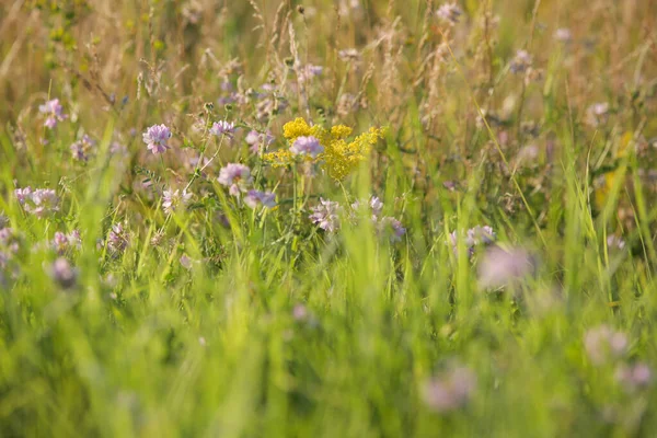 カラフルな野の花と緑豊かな牧草地 クローズアップ — ストック写真