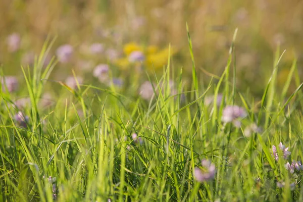 Weelderige Weide Met Kleurrijke Wilde Bloemen Close — Stockfoto