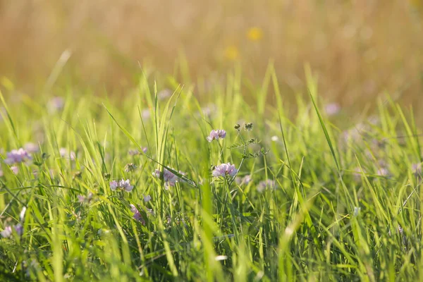 Prairie Luxuriante Avec Des Fleurs Sauvages Colorées Gros Plan — Photo