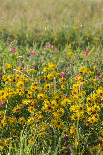 Bujna Łąka Kolorowymi Polnymi Kwiatami Zbliżenie — Zdjęcie stockowe