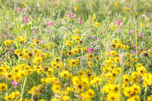 Renkli Kır Çiçekleriyle Yemyeşil Çayır Yakın — Stok fotoğraf