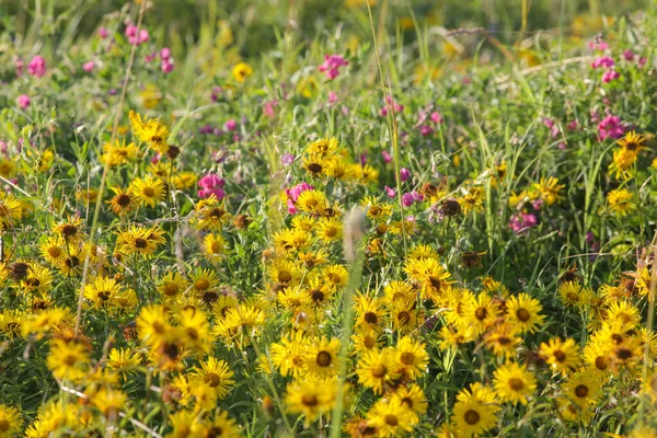 カラフルな野の花と緑豊かな牧草地 クローズアップ — ストック写真