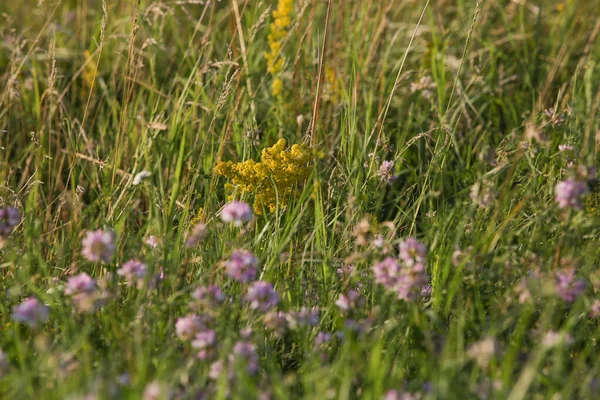 Prairie Luxuriante Avec Des Fleurs Sauvages Colorées Gros Plan — Photo
