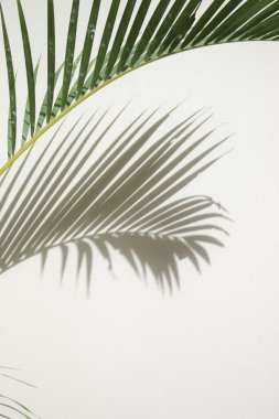 Palmiye ağacı gölgeler beyaz duvar
