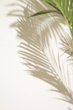 Palmiye ağacı gölgeler beyaz duvar