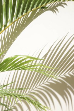 Palmiye ağacı gölgeler beyaz duvar
