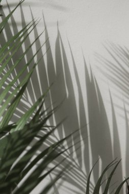 Palmiye ağacı gölgeler beyaz duvar
