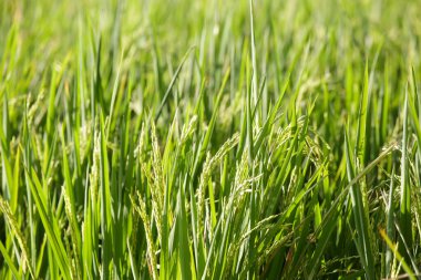 Pirinç hasadına yakından bak. Pirinç tarlası.